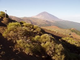 Les canaries